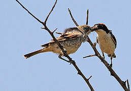 Woodchat Shrike