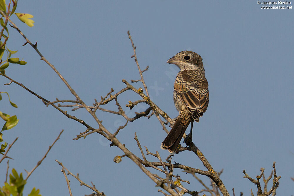 Woodchat Shrikeimmature