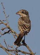 Woodchat Shrike