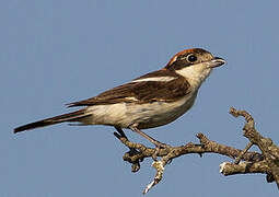 Woodchat Shrike