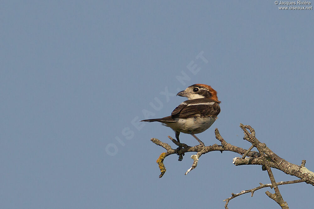 Woodchat Shrike female adult breeding