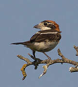 Woodchat Shrike