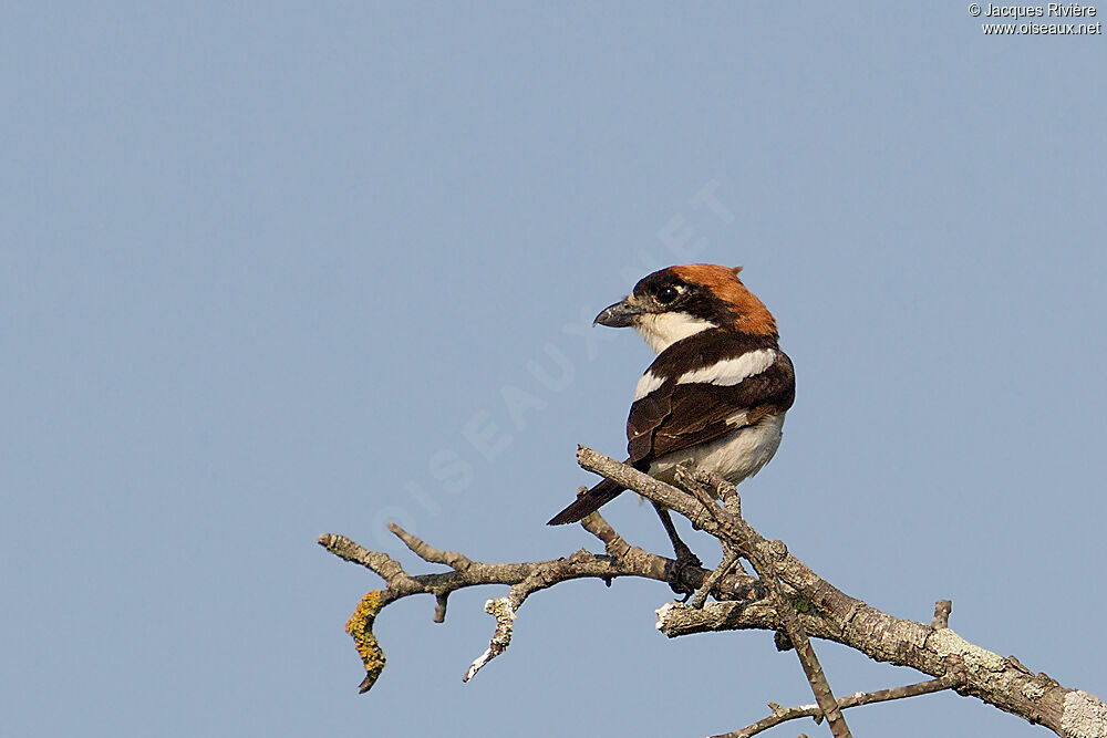 Woodchat Shrike male adult breeding