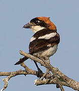 Woodchat Shrike