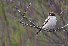 Woodchat Shrike