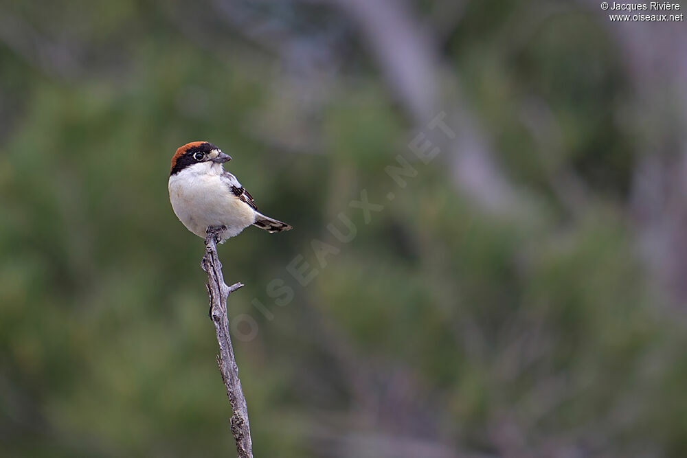 Woodchat Shrike male adult breeding