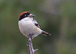 Woodchat Shrike