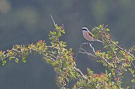 Woodchat Shrike