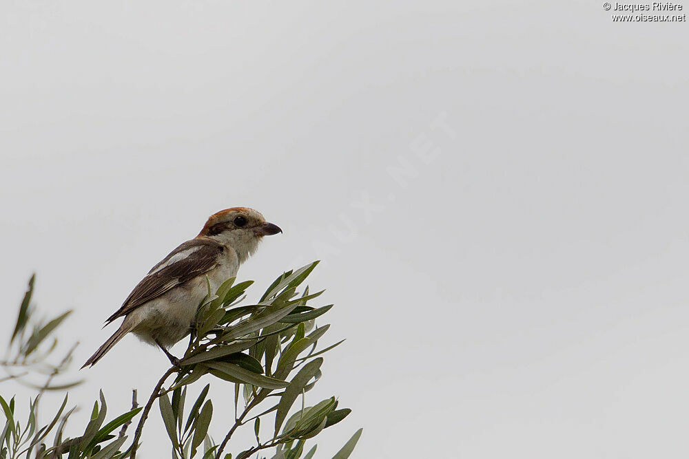 Woodchat Shrike female adult