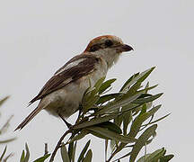 Woodchat Shrike