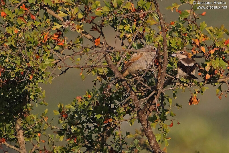 Woodchat Shrike female adult, Reproduction-nesting