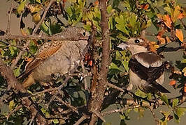 Woodchat Shrike