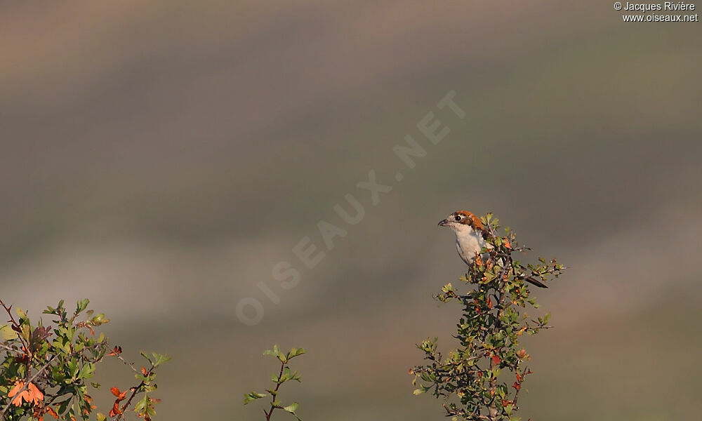 Woodchat Shrike female adult breeding