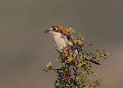 Woodchat Shrike