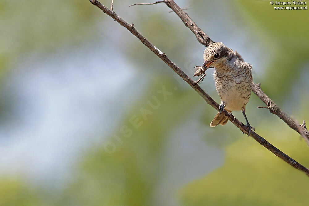 Woodchat Shrikejuvenile