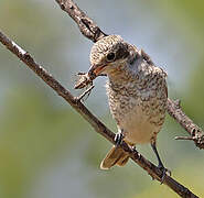 Woodchat Shrike