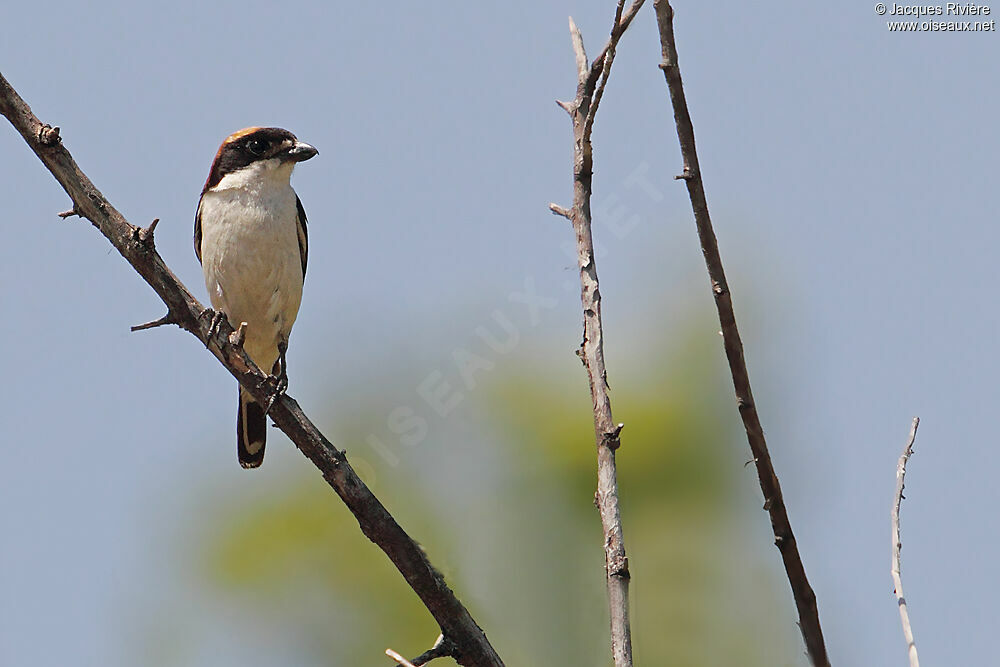 Woodchat Shrike male adult breeding