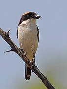 Woodchat Shrike