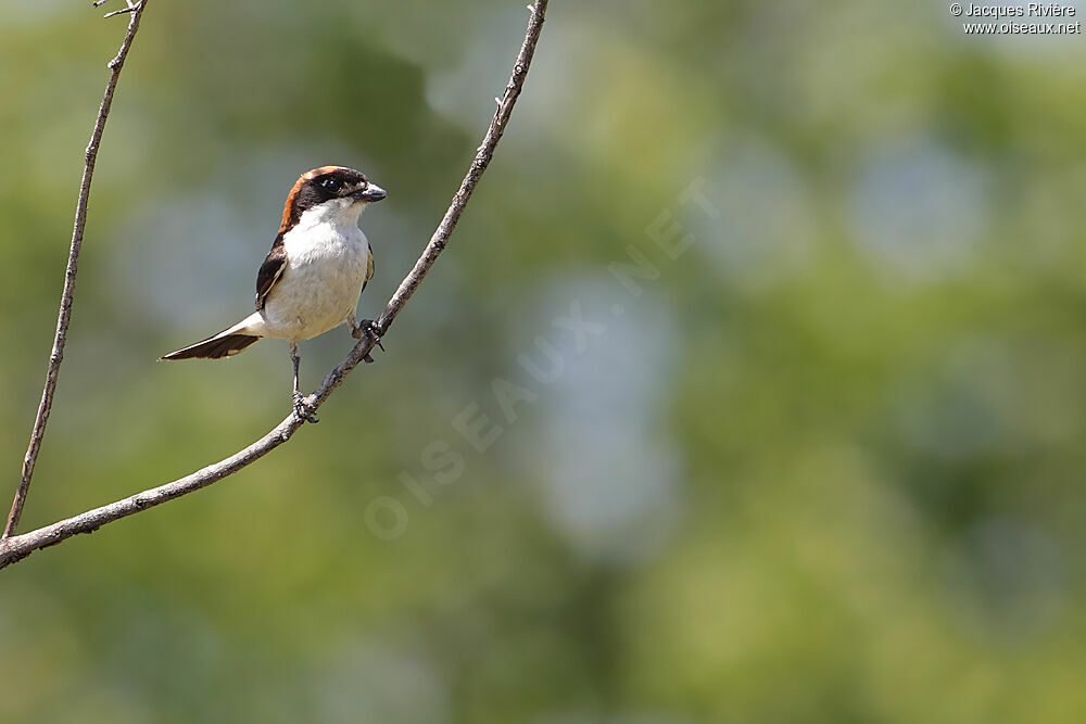 Woodchat Shrike male adult breeding