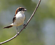 Woodchat Shrike