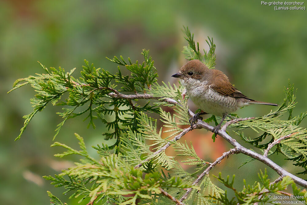 Pie-grièche écorcheur femelle adulte nuptial, identification