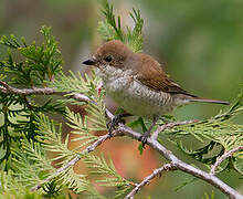 Red-backed Shrike