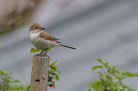 Red-backed Shrike