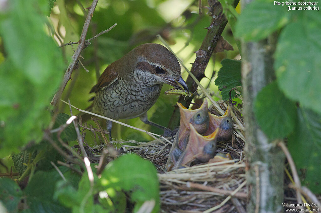 Pie-grièche écorcheur femelle adulte nuptial, identification, Nidification