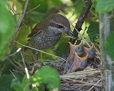 Red-backed Shrike