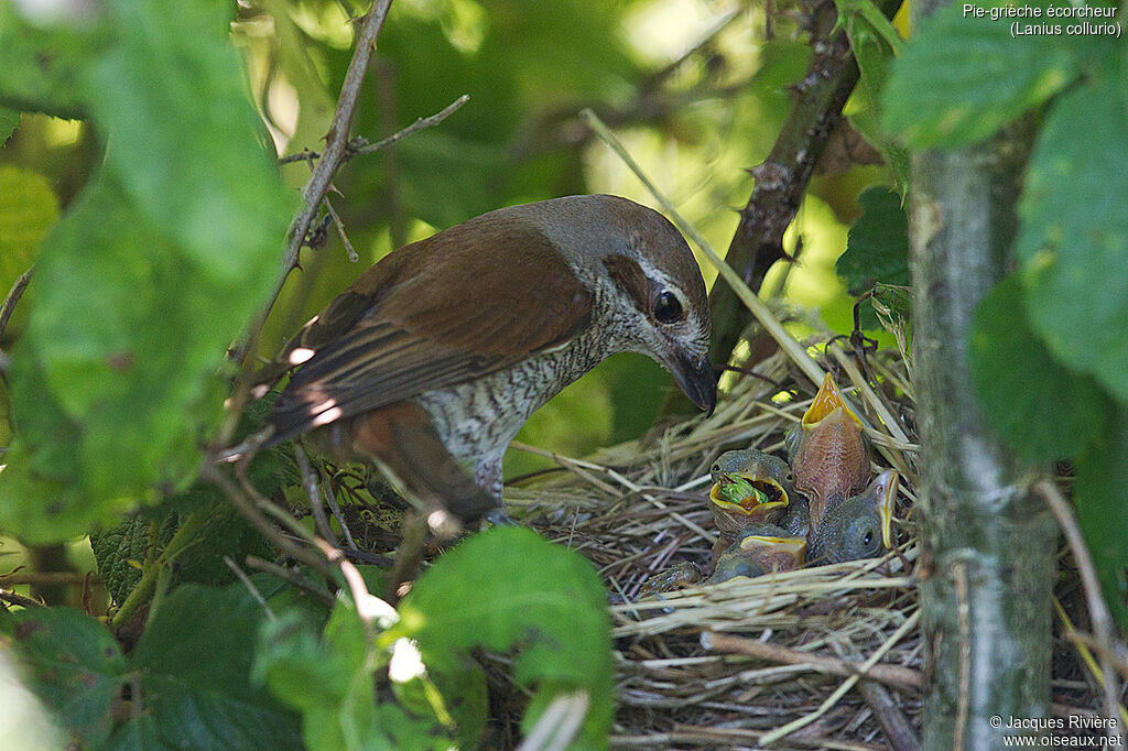 Pie-grièche écorcheur femelle adulte nuptial, identification, Nidification