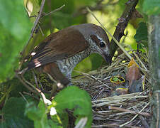 Red-backed Shrike