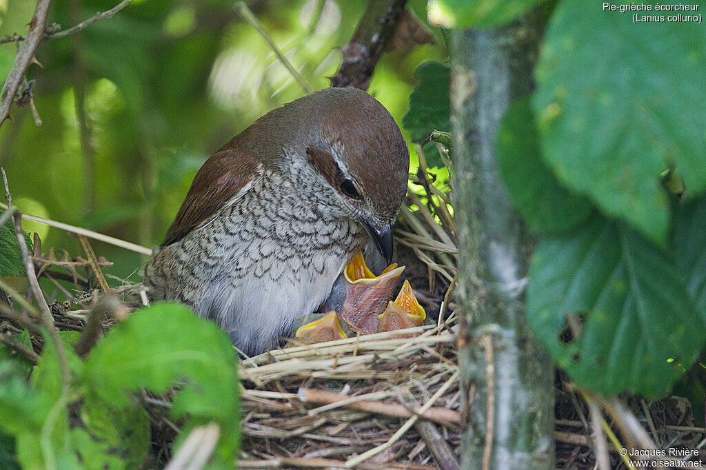 Pie-grièche écorcheur femelle, identification, Nidification