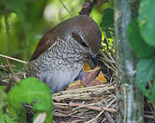 Red-backed Shrike