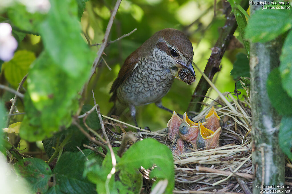 Pie-grièche écorcheur femelle adulte nuptial, identification, Nidification