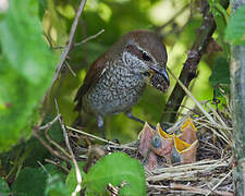 Red-backed Shrike