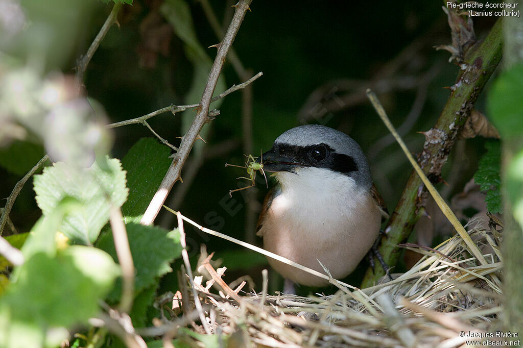 Pie-grièche écorcheur mâle adulte nuptial, identification, Nidification