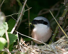 Red-backed Shrike