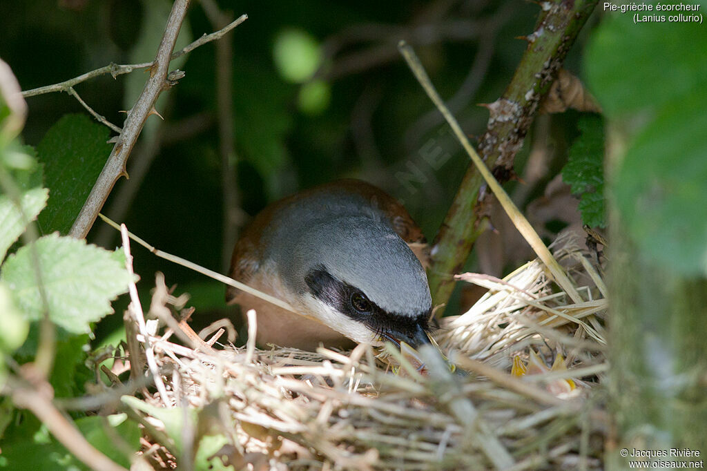 Pie-grièche écorcheur mâle adulte nuptial, identification, Nidification