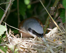 Red-backed Shrike