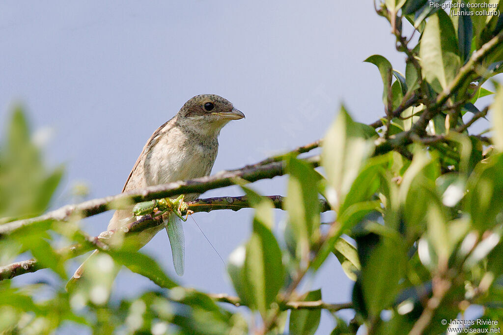 Pie-grièche écorcheurimmature, identification, Nidification