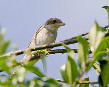 Red-backed Shrike