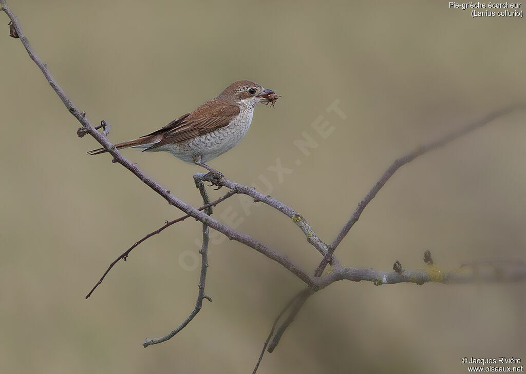 Red-backed Shrike female adult breeding, identification, Reproduction-nesting