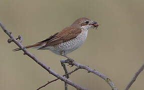 Red-backed Shrike