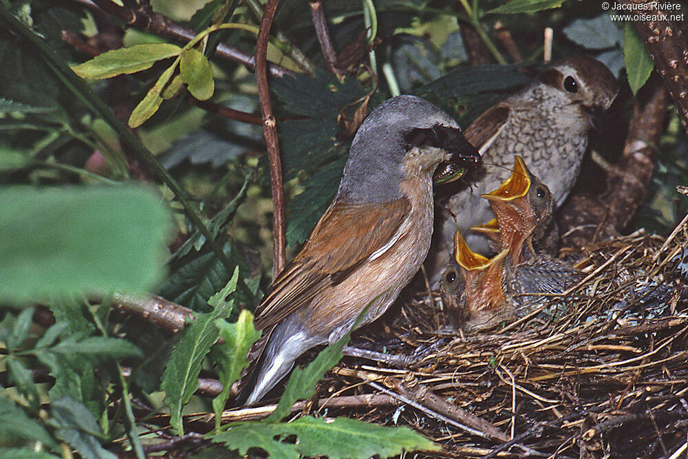 Red-backed Shrike adult breeding, Reproduction-nesting