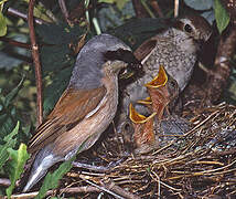 Red-backed Shrike