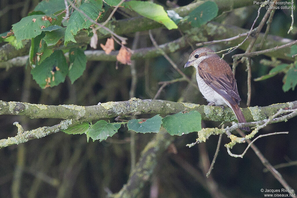 Pie-grièche écorcheur femelle adulte, identification, Nidification