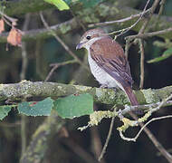 Red-backed Shrike