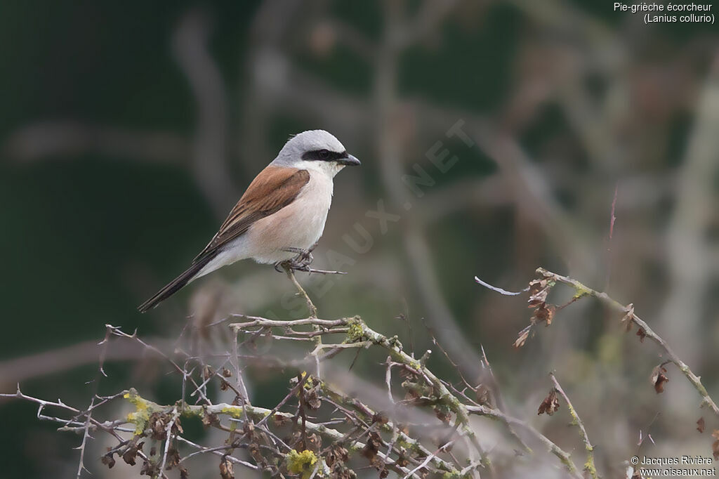 Red-backed Shrike male adult breeding, Reproduction-nesting