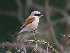 Red-backed Shrike