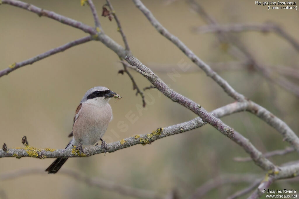 Red-backed Shrike male adult breeding, identification, Reproduction-nesting